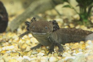 Wildform Axolotl